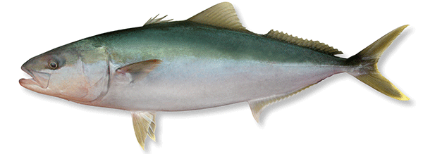 Kingfish image