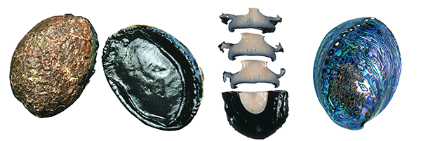 image of paua four different views