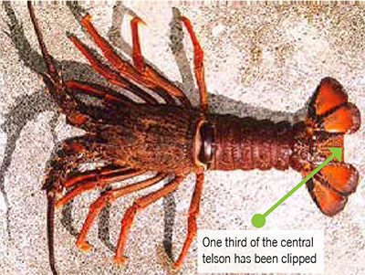 Kaikōura Area Fishing Rules Fisheries Nz Nz Government